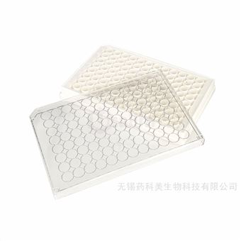 C139696孔白框透底细胞培养板TC处理灭菌
