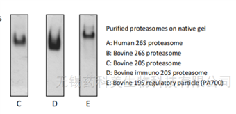 A1100高度纯化活性蛋白酶体